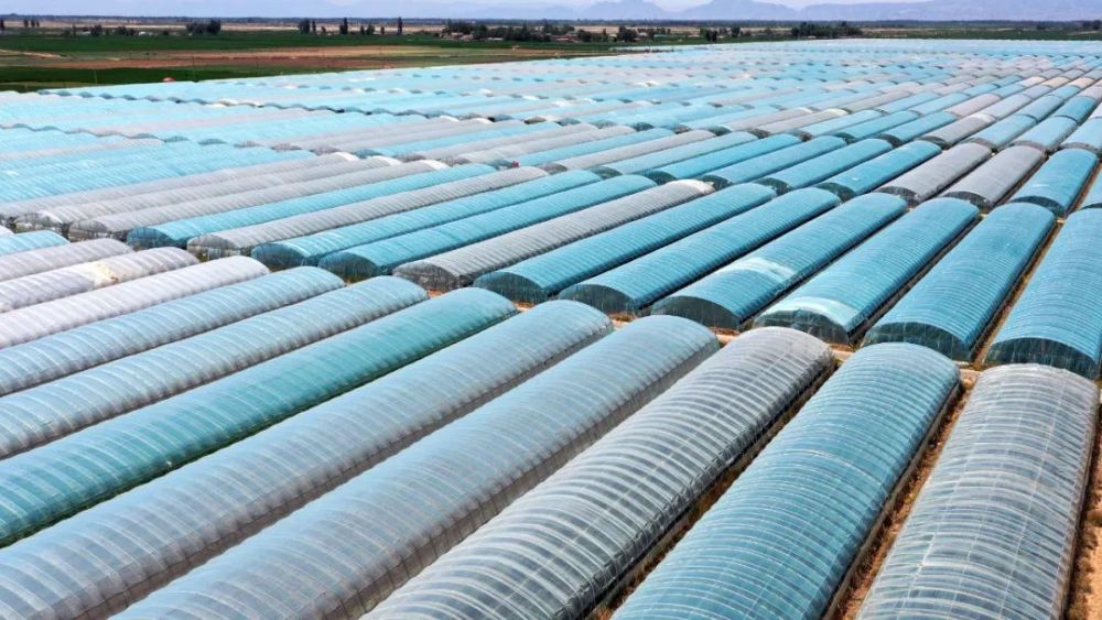 走進縣城看發展之六十八|內蒙古五原縣 現代農業發展底氣足、勢頭好