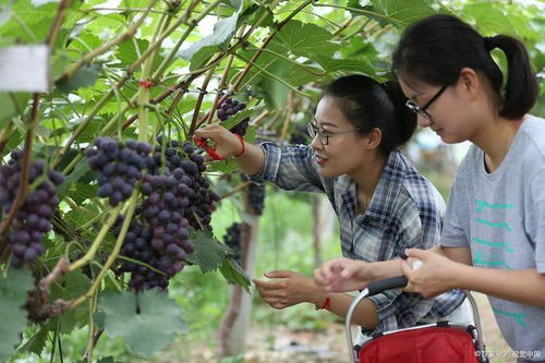 農(nóng)民賣干辣椒、干棗要辦證？網(wǎng)友細(xì)摳新舊法規(guī)差異引熱議
