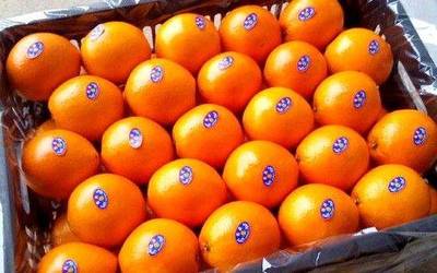 從枝頭到指尖 贛南臍橙的數(shù)字化新生